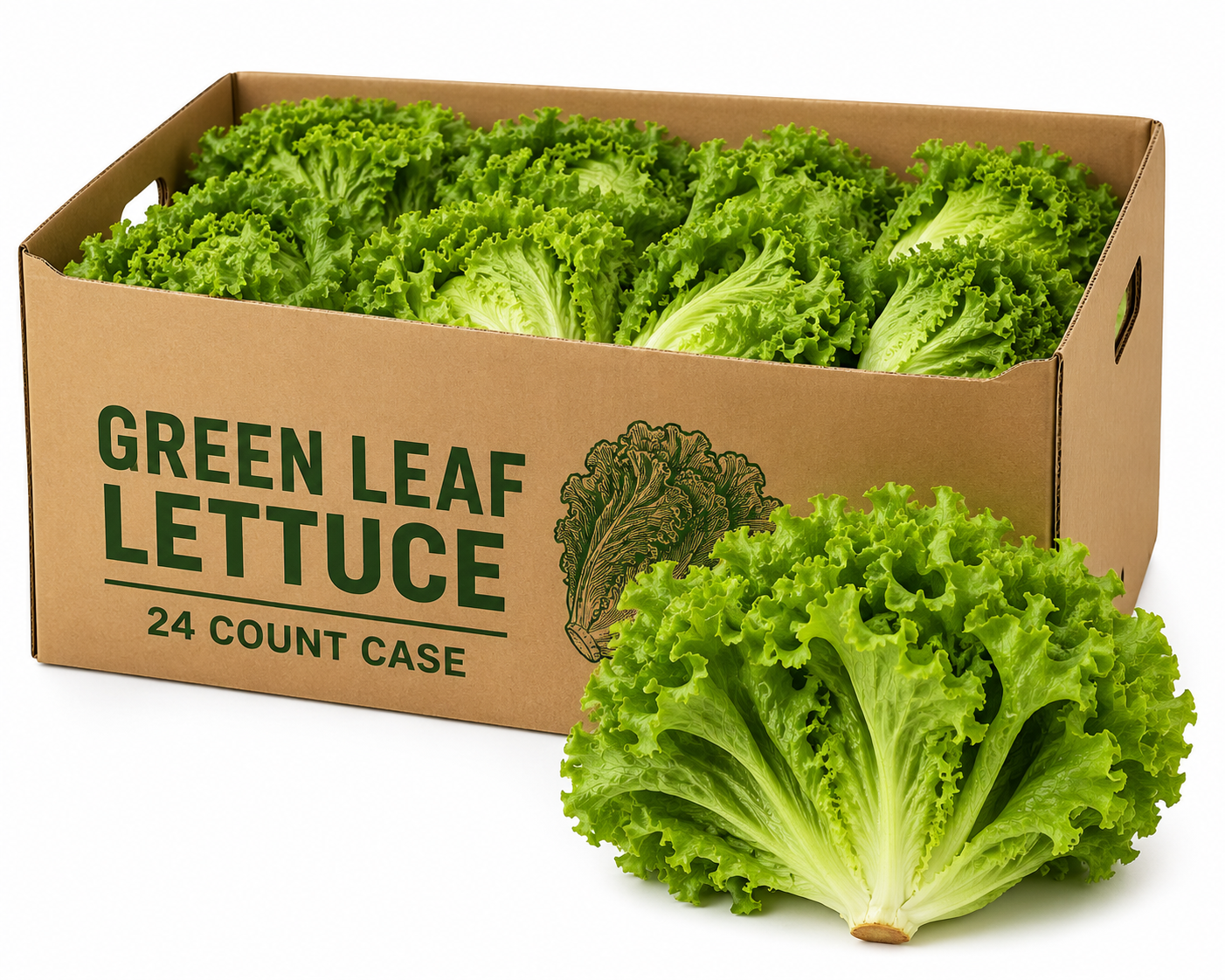 Green Leaf Lettuce 24ct